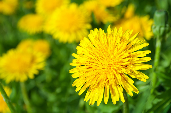 dandelion flowers