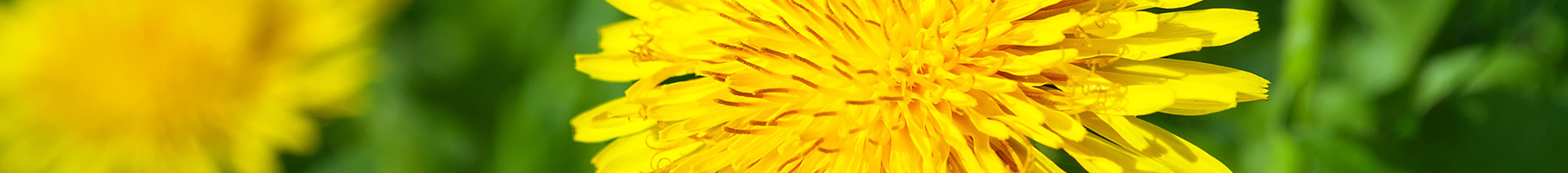 dandelion flowers