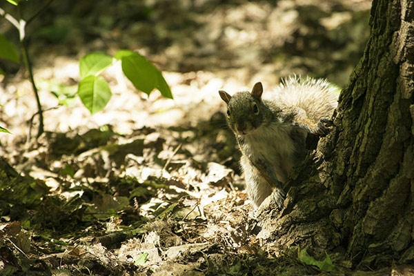 a squirrel at the base of a tree