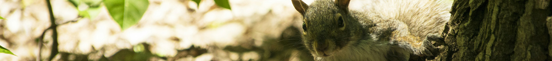 a squirrel at the base of a tree