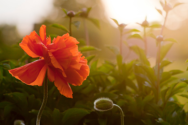 a poppy in early morning light