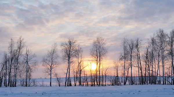 Winter sunset over a field with birch trees