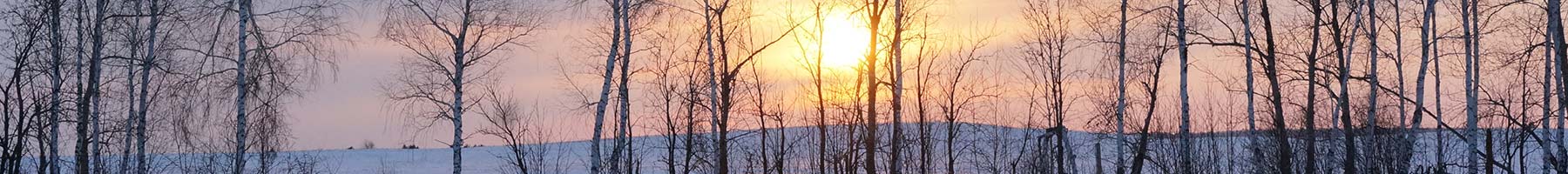 Winter sunset over a field with birch trees