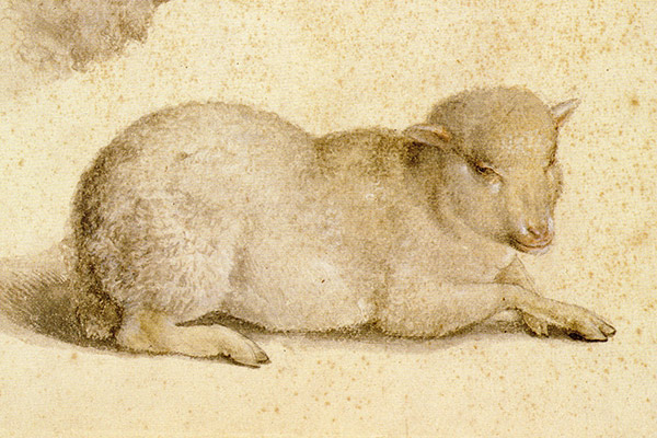 illustration of a lamb