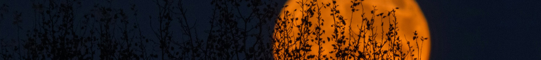 orange moon with silhouetted branches