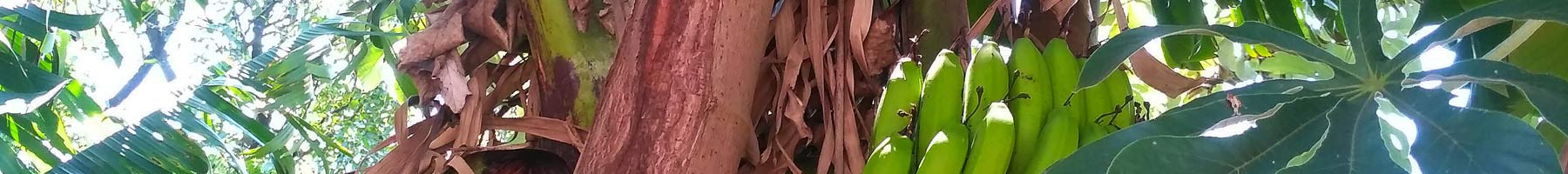 Banana leaves and fruit