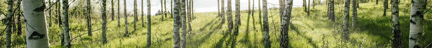 birch forest in spring