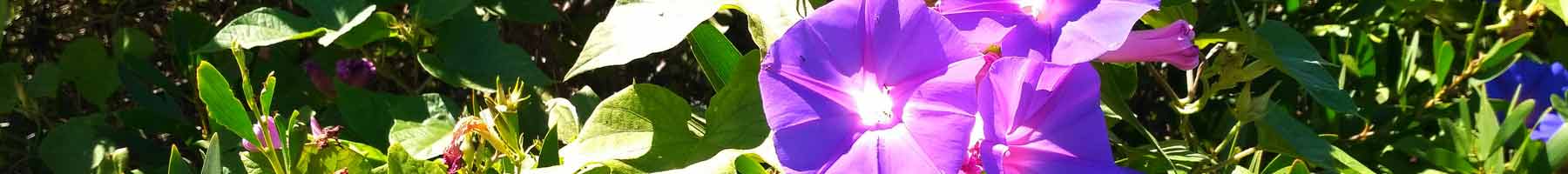 Purple Morning Glories