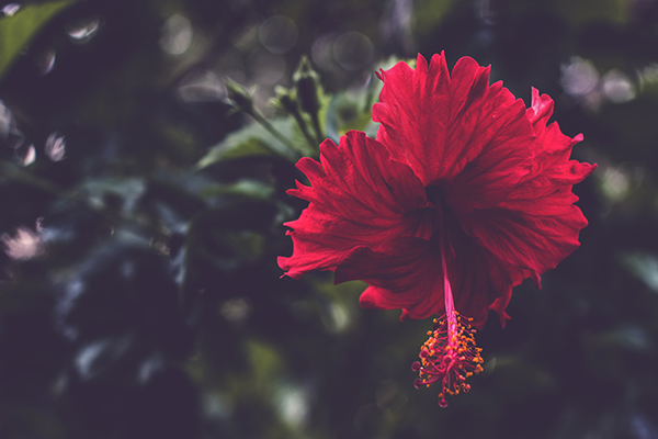 a red hibiscus flower