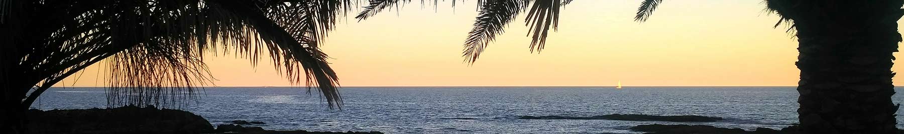 boat on the sea under palm branches