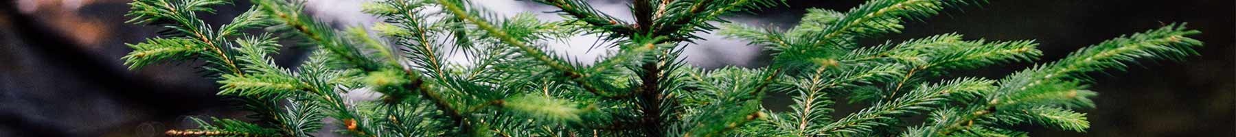 small pine tree in a forest