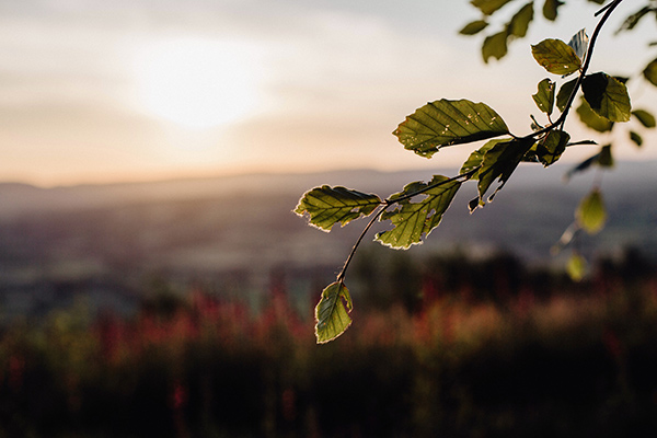 beech leaves in the sunset