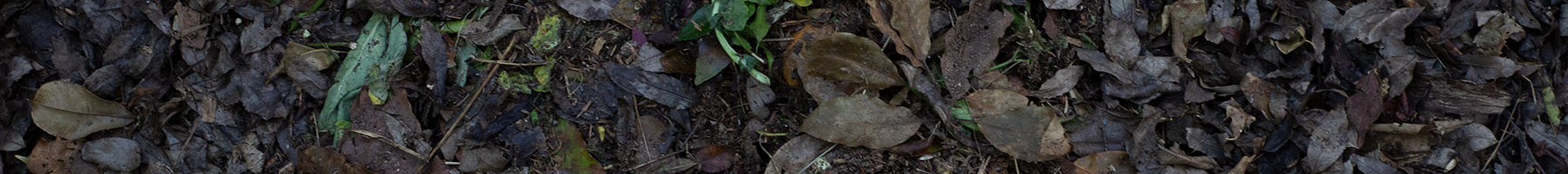 brown leaves in a compost bin