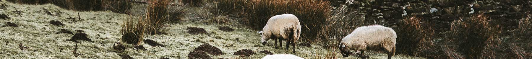 flock of sheep grazing beside a stone wall in the Lake District, UK