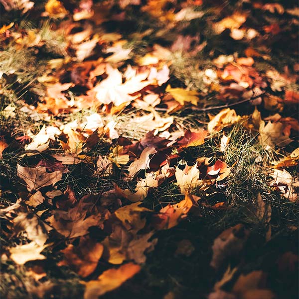 brown and orange autumn leaves in the sunlight