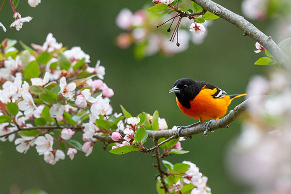 orange Baltimore oriole on a flowering apple branch