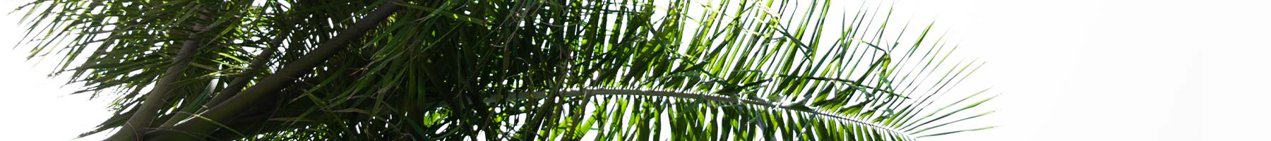 large green palm branches with sun shining through