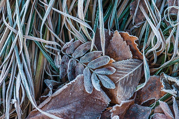 frost covered leaves on the ground