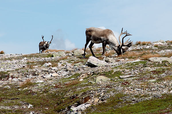 Caribou on Gros Morne