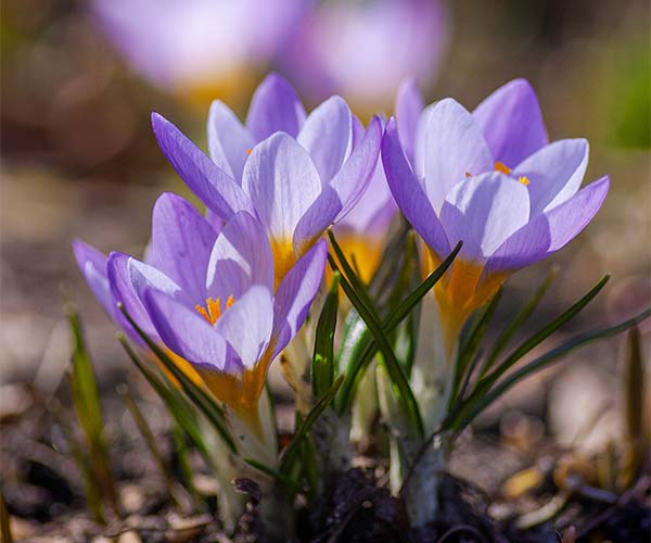 purple crocuses