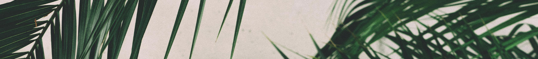 palm fronds against a white background