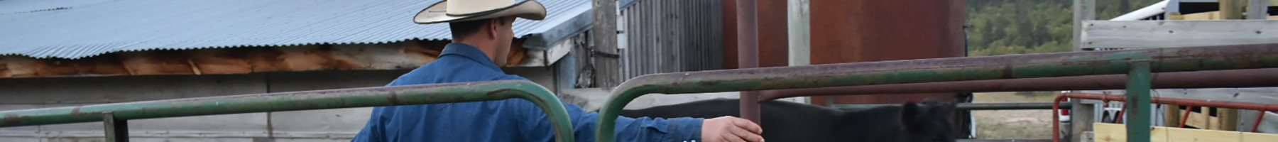 a cowboy closing a farmyard gate