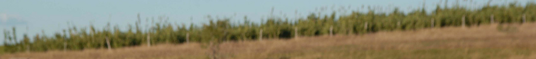 a row of trees on top of a river bankd