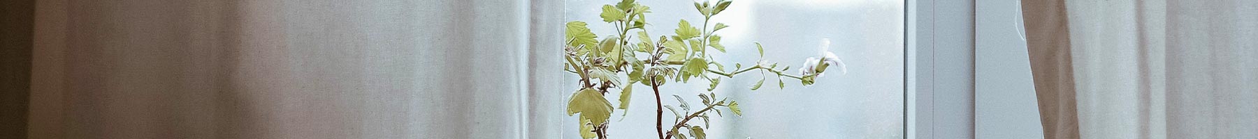 potted plant on a windowsill