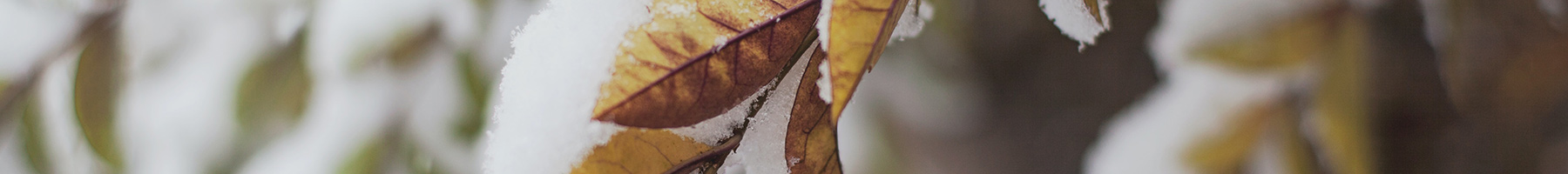 snow covered leaves