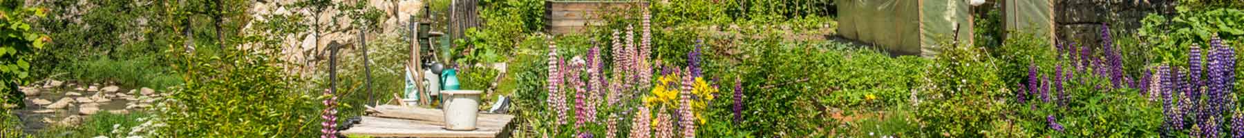 flowers blooming in Le-Chambon-sur-Lignon