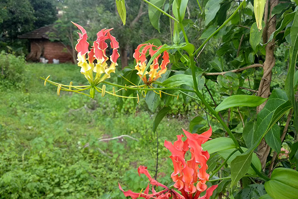 Gloriosa superba flowers