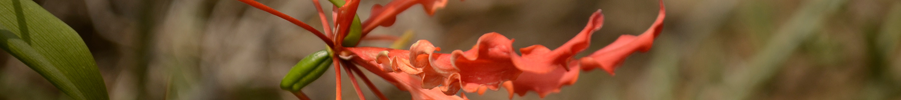 Gloriosa superba flower