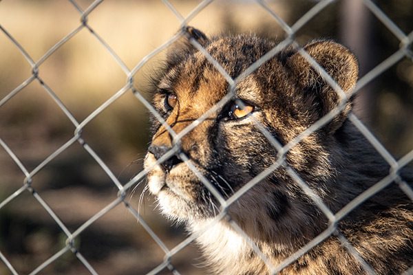 leopard behind a chain-link fence