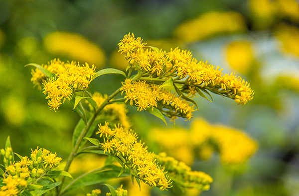 Goldenrod