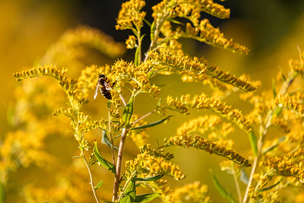 Goldenrod