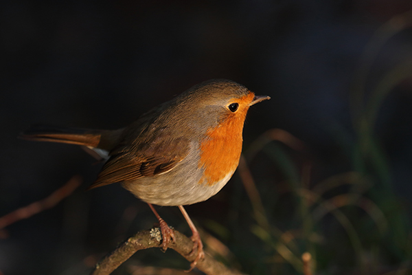 Robin Redbreast by Selma Lagerl f translated by Velma Swanston Howard