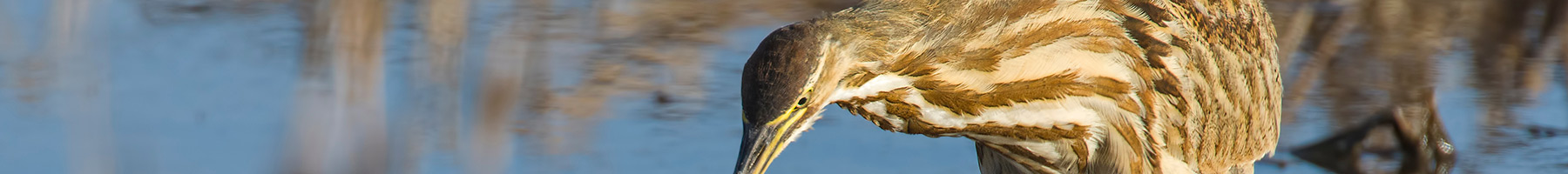 a heron standing in water