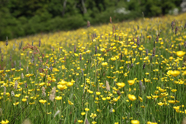 Buttercups