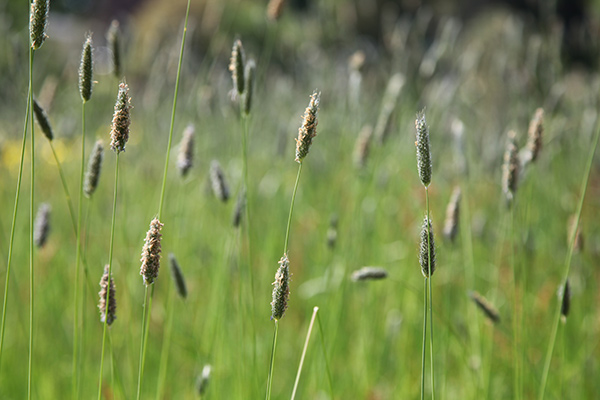 Foxtails