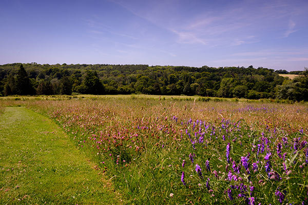 Meadow