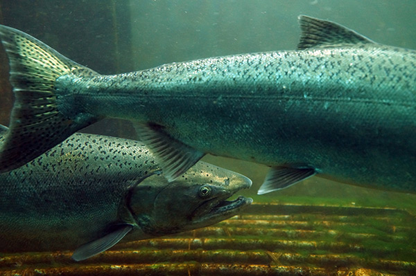 Trout native to the Inland Northwest inspires Spokane Indians' new