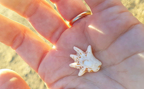 Tiny hand-shaped shell held in woman's palm