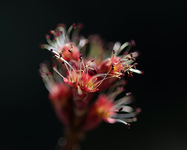 red maple blossoms