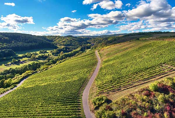 vineyards in Wallhausen Felseneck/Breitwiesen taken care by the Dalburg family for over 800 years 