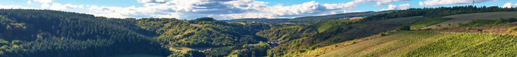 Vineyards and forests of the Dalburg family