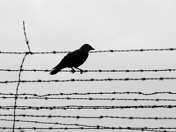 black bird sitting on barbed wire