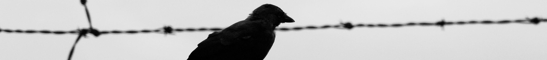 black bird sitting on barbed wire