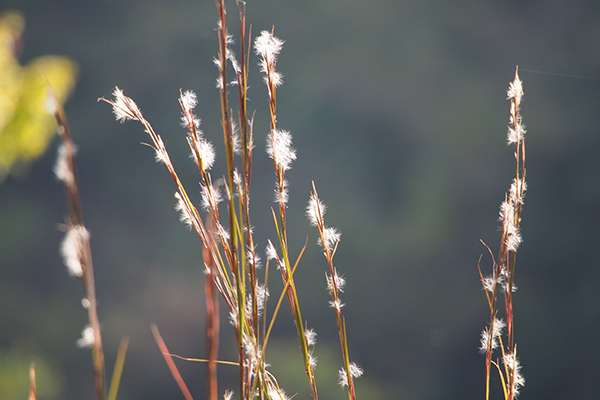 Broomsedge