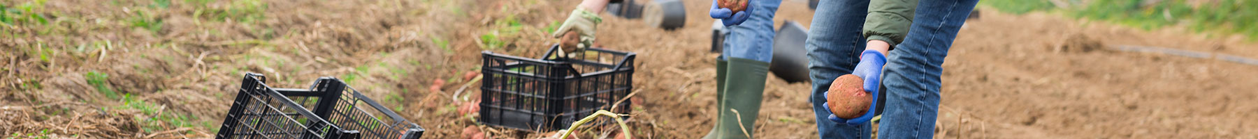 young people harvesting potatoes in a field