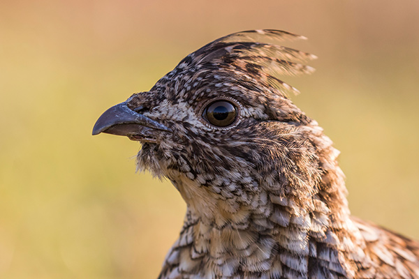 a ruffed grouse